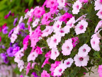 Nilgiri Flowers