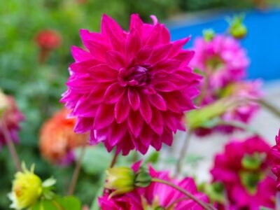 Nilgiri Flowers