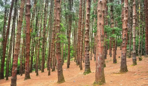 pine-forest-1656503928_d6c35359757cbc521e1b